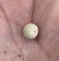 Cynips multipunctata