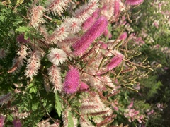 Mimosa dysocarpa