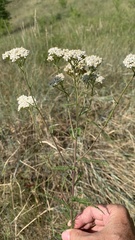 Achillea setacea
