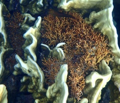Amphiroa fragilissima