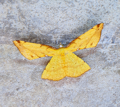Corymica immaculata