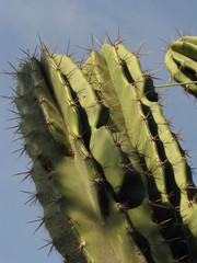 Cereus repandus