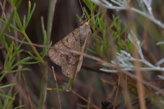Isturgia murinaria