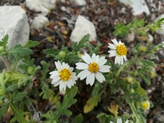 Melampodium cinereum