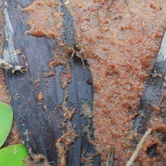 Araneae