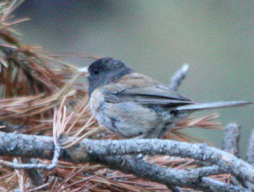 iNaturalist observation photo of Dark-eyed Junco