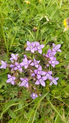 Gentianella campestris