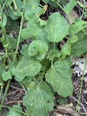 Rhynchosida physocalyx