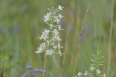 Silene multiflora