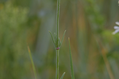 Silene multiflora