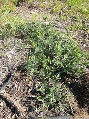Arctostaphylos franciscana