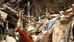 Echinanthera melanostigma