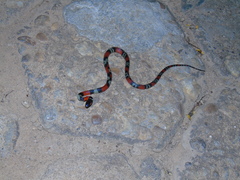 Oxyrhopus guibei