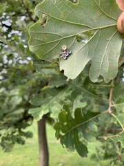 Phylloteras volutellae