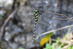 Anotogaster sieboldii