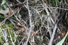 Anotogaster sieboldii