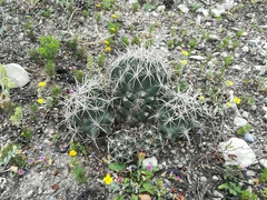 Coryphantha salinensis