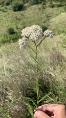 Achillea setacea