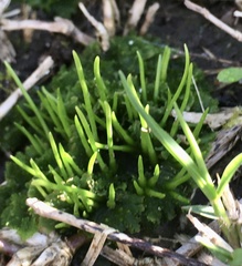 Anthoceros