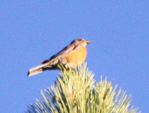 iNaturalist observation photo of American Robin