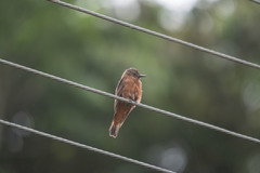 Hirundinea ferruginea