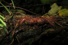 Sesarmops imperator