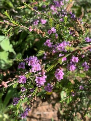 Thryptomene