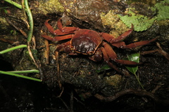 Sesarmops imperator