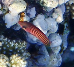 Pseudocheilinus hexataenia