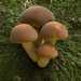 Cyclocybe - Photo (c) M Rutherford，保留部份權利CC BY