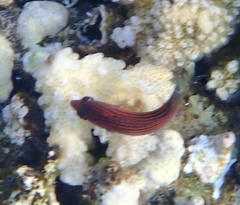 Pseudocheilinus hexataenia