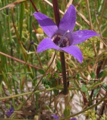 Campanula lusitanica lusitanica
