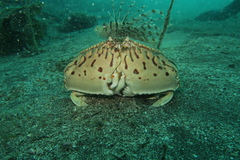 Calappa lophos