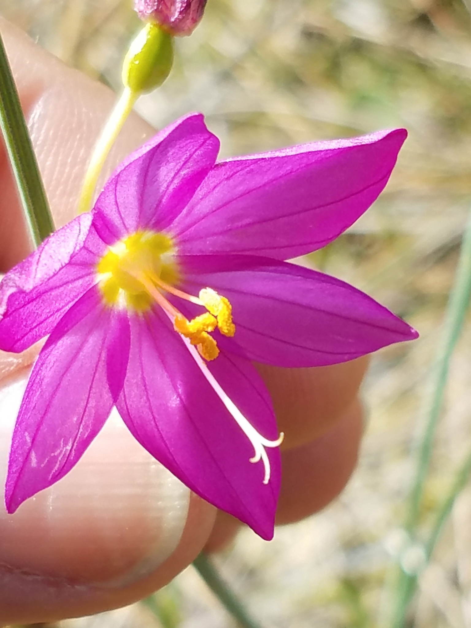 Douglas' Grasswidow, Grass Widow, Satin-flower: Olsynium douglasii