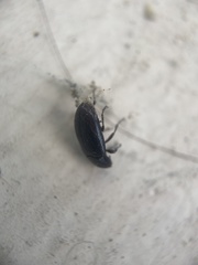 Coleoptera