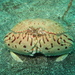 Calappa lophos - Photo (c) Crabs' Promenade カニの散歩道, algunos derechos reservados (CC BY-NC), uploaded by Crabs' Promenade カニの散歩道