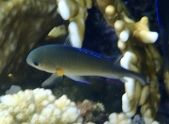 Chromis flavaxilla