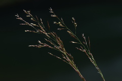 Agrostis agrostiflora