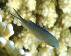 Chromis flavaxilla