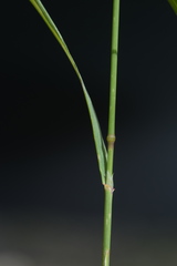 Agrostis agrostiflora