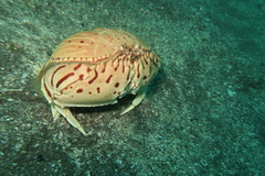 Calappa lophos