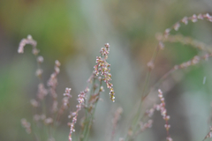 Polygonum equisetiforme