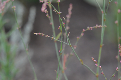 Polygonum equisetiforme