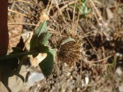 Leuzea conifera