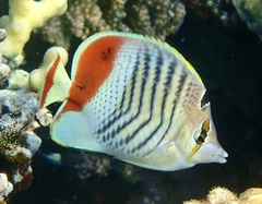 Chaetodon paucifasciatus