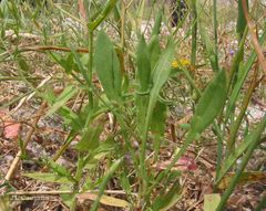 Campanula lusitanica lusitanica