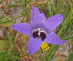 Campanula lusitanica lusitanica