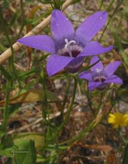 Campanula lusitanica lusitanica