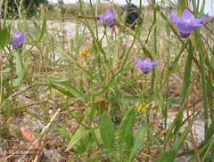 Campanula lusitanica lusitanica