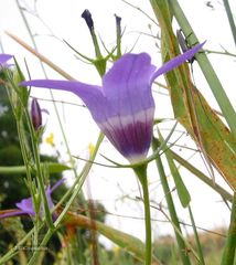 Campanula lusitanica lusitanica